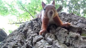 Белка кушает на дереве вниз головой