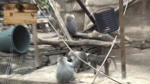 ПАВИАНЫ - умные и грозные животные. Как они живут в природе и в неволе? - Повадки, иерархия !