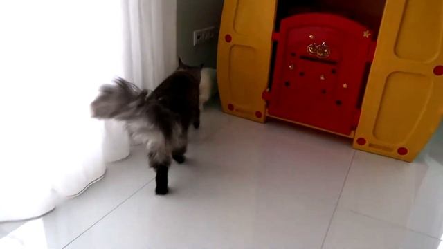 Вислоухий БЕЛЫЙ КРОЛИК и КОШКА ПОБЕГ ИЗ КЛЕТКИ смотреть онлайн