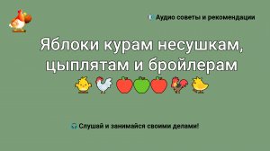 Яблоки курам несушкам, цыплятам и бройлерам ?????