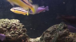 Цихлиды малавийские мбуна