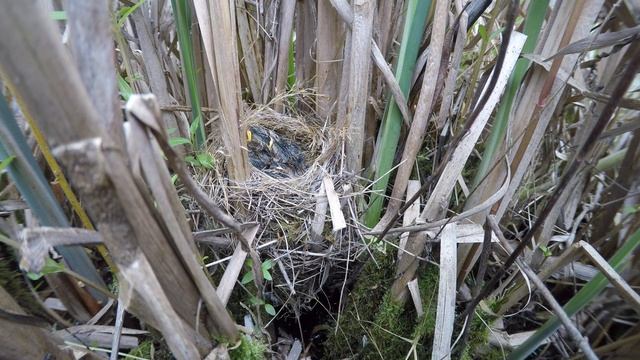 Камышовка барсучок 170617 2 4К 18июня 1 смотреть онлайн