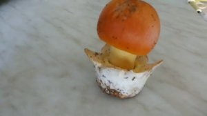 Царский гриб