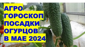 Агрогороскоп посева семян огурцов в мае 2024 годаAgrohoroscope for planting cucumbers for May 2024