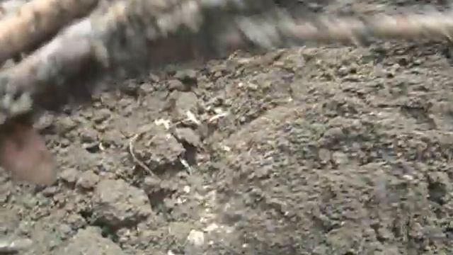 Простой и эффективный способ хранения черенков винограда смотреть онлайн