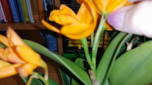 Новая орхидея - рыжая каттлея (Little Sun Young Min Golden Boy) 16.04.20