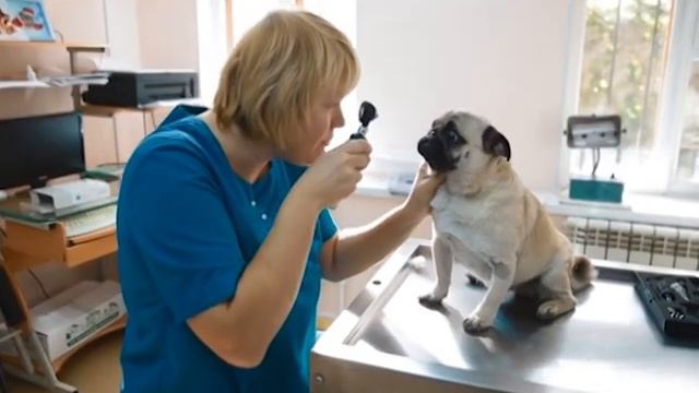 Хорошая ветеринарная клиника для вашего питомца смотреть онлайн