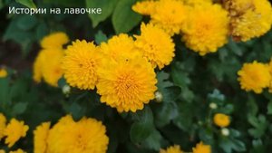 ?♀️ Свекровь чувствовала себя все хуже и хуже, дочерям помочь ей некогда, вот и решили все взвесит