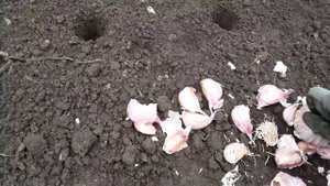 Чеснок сорта Гигант. Посадка и уход.