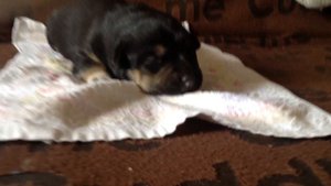 Щенок зовёт маму!!!!👍😍