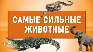 7 самых сильных животных в Мире