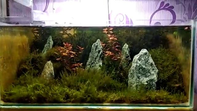 Акваскейп на лесных мхах, для любопытных.
