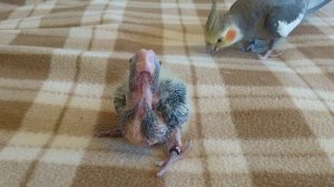 Птенец кореллы 11 дней