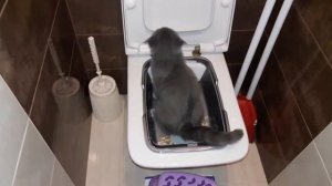 #2 Приучаем кота ходить на унитаз