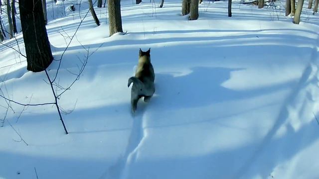 74 первый выход в светсо своим наставником.Чена 2.5 месяца.ЗСЛ