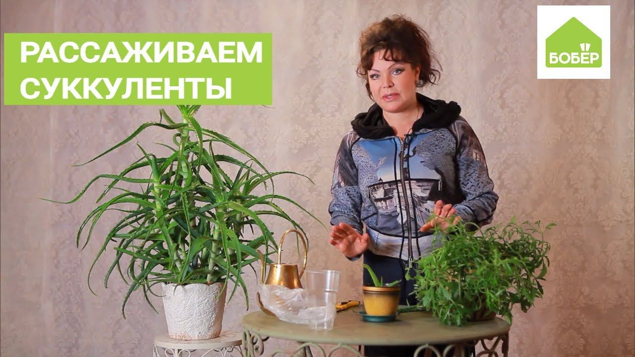 Ольга Платонова рассаживает суккуленты на примере столетника