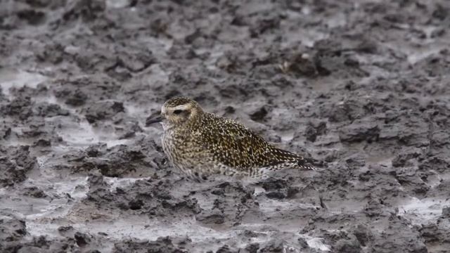 Золотистая ржанка Pluvialis apricaria смотреть онлайн