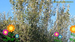Тополь белый Ракет. Краткий обзор, описание характеристик, где купить крупномеры populus alba