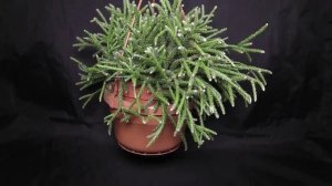 Rhipsalis pilocarpa - Korallenkaktus, Mistletoe Cactus
