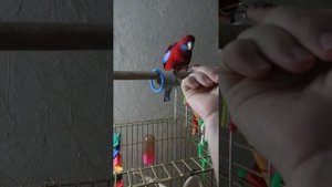Розелла пенантовая Кеша