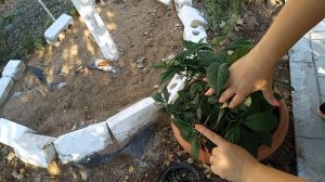 Взрывное цаетение у крупнолистной гортензии! Особенности ухода за ремонтантных сортов.