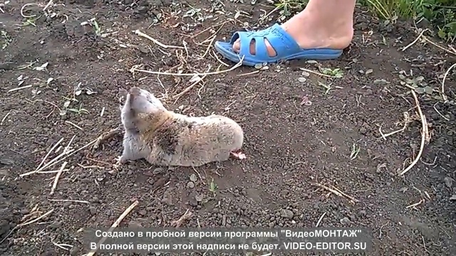 крот