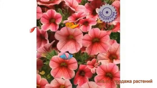Калибрахоа обыкновенный Крейв Стробери Стар ? обзор: как сажать, семена калибрахоа смотреть онлайн