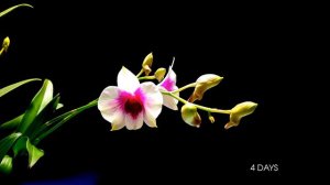 Orchid Flower Blooming - Time lapse video of plants growing - 7days - E Time lapse