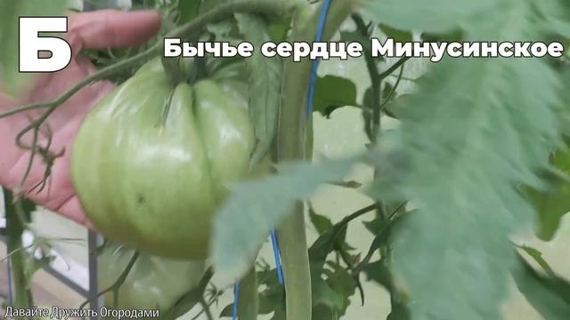 Томаты на букву Б. ПОЛНЫЙ ОБЗОР. ОТ А ДО Я