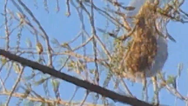 Ловля птиц в камышах. Варакушка Камышевая овсянка Ремез. смотреть онлайн