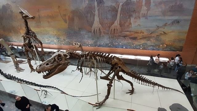 В палеонтологическом музее