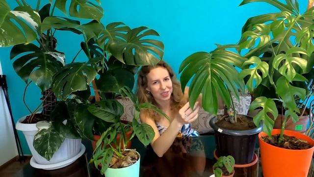 КОЛЛЕКЦИЯ МОНСТЕР || Комнатные растения. Джунгли дома. смотреть онлайн