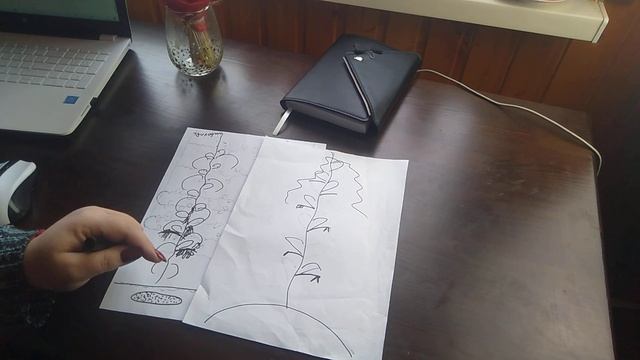 Правильное пасынкования Огурца// Сортотипы Огурца // Герман причины неУдач // С.Х.У смотреть онлайн