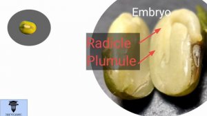 Parts of a seed: 7th Std