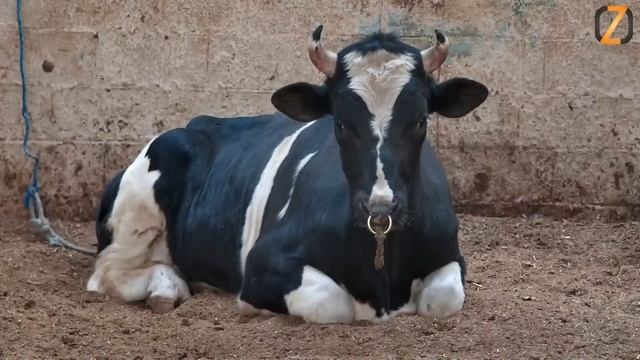 Зачем быку кольцо в носу смотреть онлайн