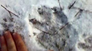 Следы волка на снегу. Кочиев Р.