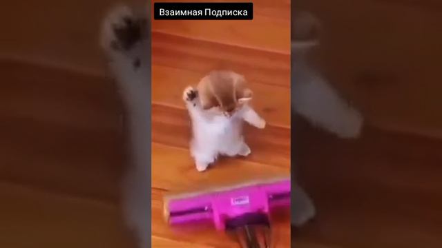 Милый Котик. Жми Ракету Под Видео #животный