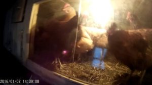 Зимний курятник, как несутся куры зимой.