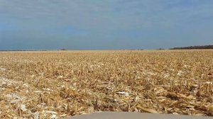 КАК Я СОБИРАЮ КУКУРУЗУ!!!!