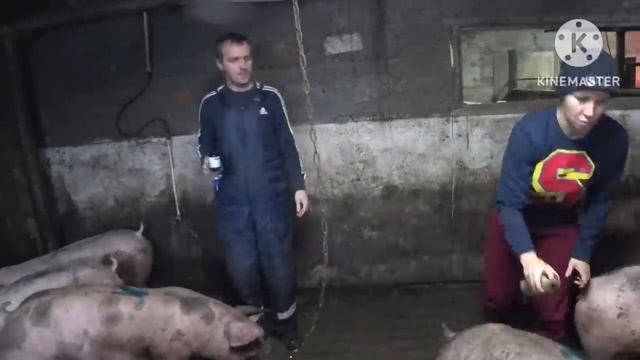 Дегельминтизация поголовья (обработка от глистов) ????‼️Тестирую новый шприц ‼️ смотреть онлайн