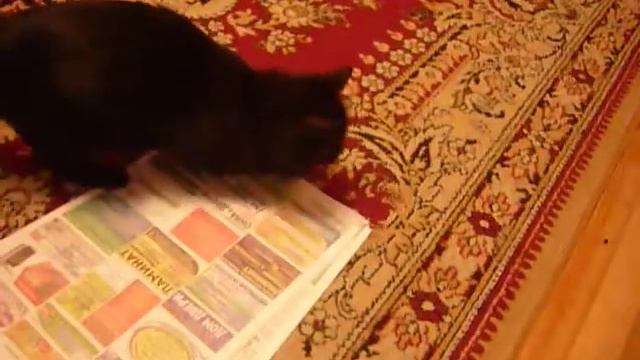 прикольная кошка и газета смотреть онлайн