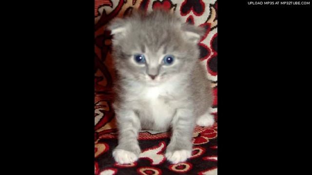 Лунатик(сказка для малышей,читает автор) смотреть онлайн