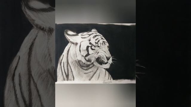 Realistic tiger drawing | charcoal and graphite drawing