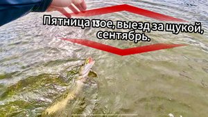 Ловля щуки в сентябре на Поппер. Пятница 13. Рыбалка возле дома.