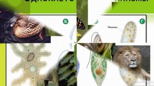 Биосфера - живая оболочка Земли