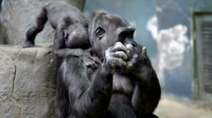 Коко самая умная горилла в мире