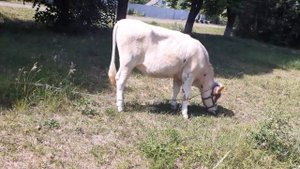 Как кормить нетель после покрытия?