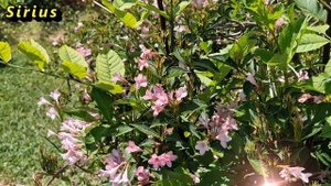 Интересные приметы про сахар: о чем они предупреждают