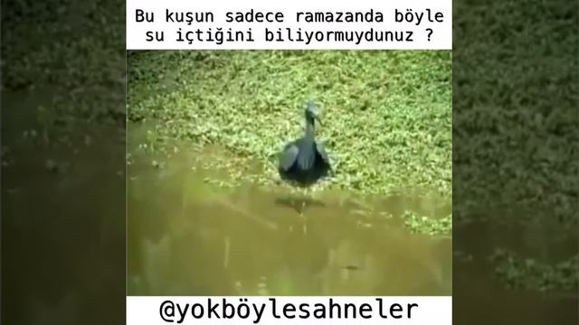 Для тех кто не постится : Птица что прячется под свои крылья, что бы выпить воду, или поймать рыбу смотреть онлайн