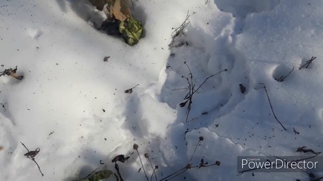 СЕВ В СНЕГ. ХОЛМистая грядка в феврале